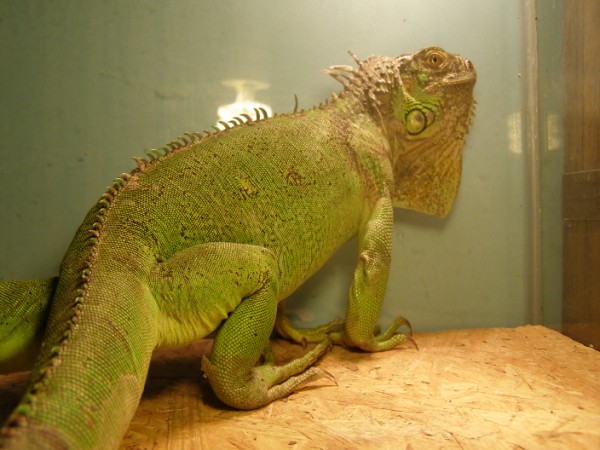 iguana1.jpg