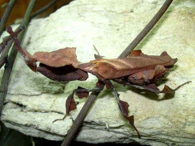 Phyllocrania paradoxa patelė