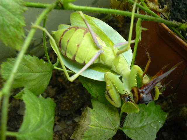 Sphodromantis lineola patelė ėda tarakoną