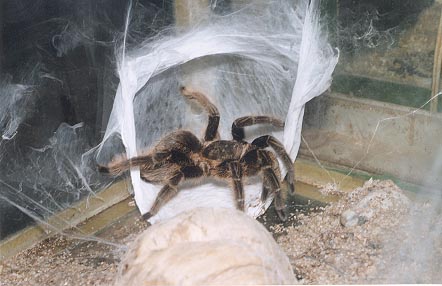 Brachypelma albopilosum patelė deda kiaušinius