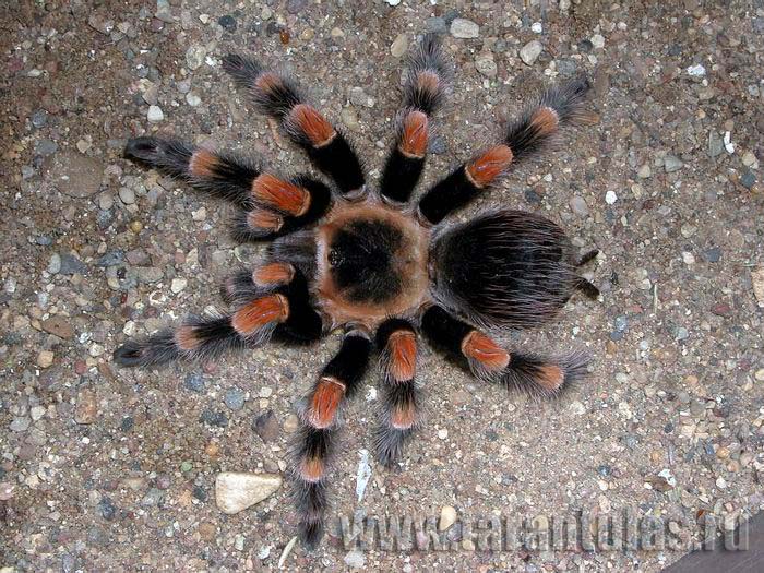 Brachypelma annitha