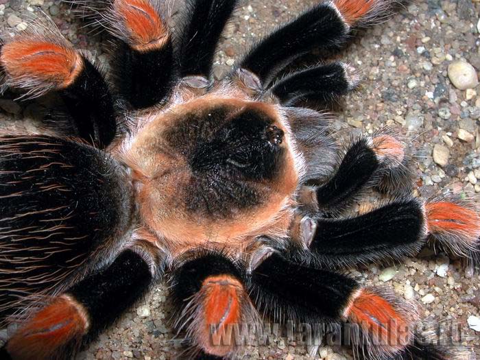 Brachypelma annitha