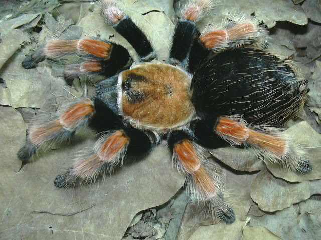 Brachypelma boehmei