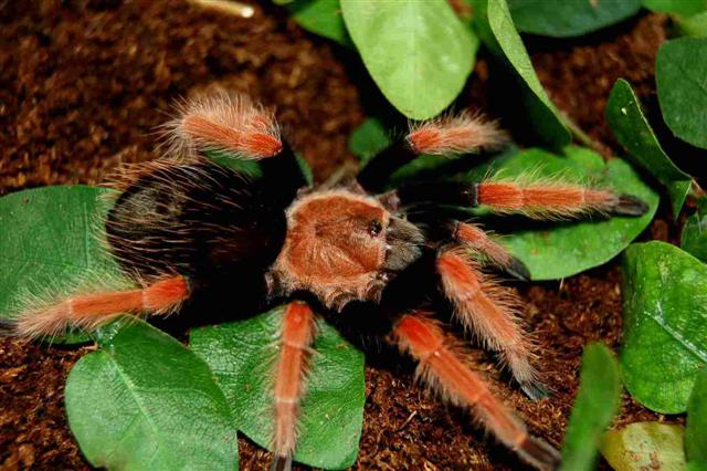 Brachypelma boehmei
