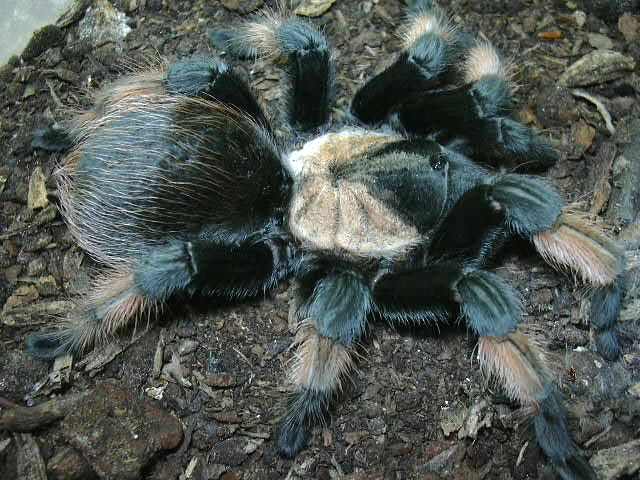 Brachypelma emilia