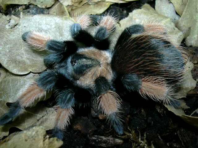Brachypelma emilia