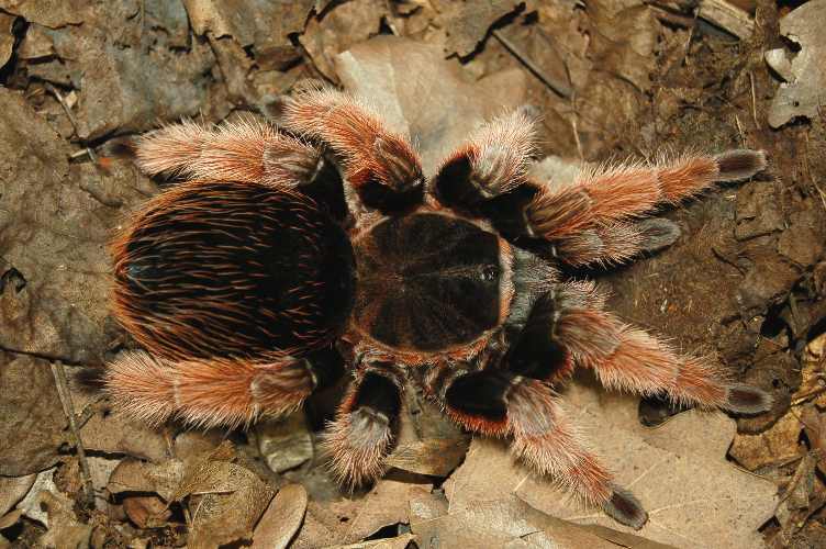 Brachypelma klaasi