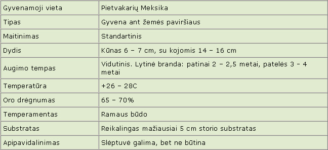 Brachypelma klaasi