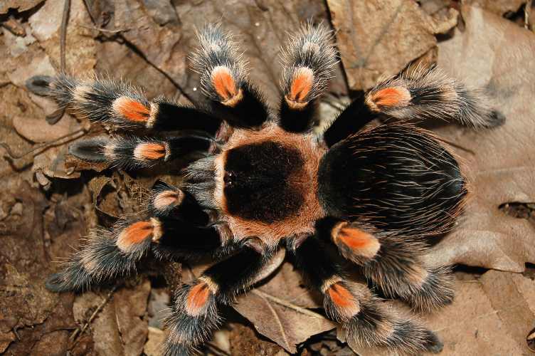 Brachypelma smithi