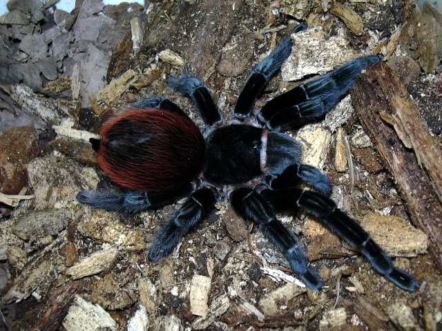 Brachypelma vagans