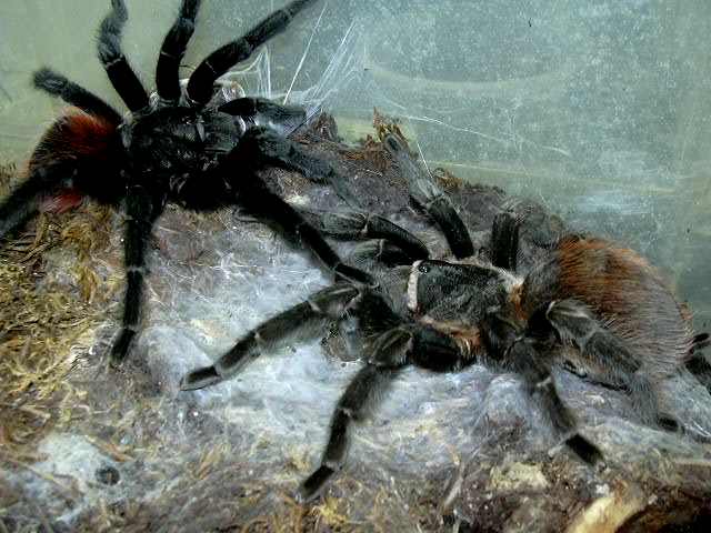 Brachypelma vagans