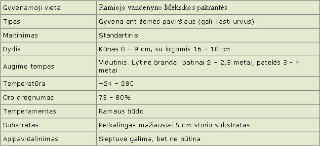 Brachypelma baumgarteni