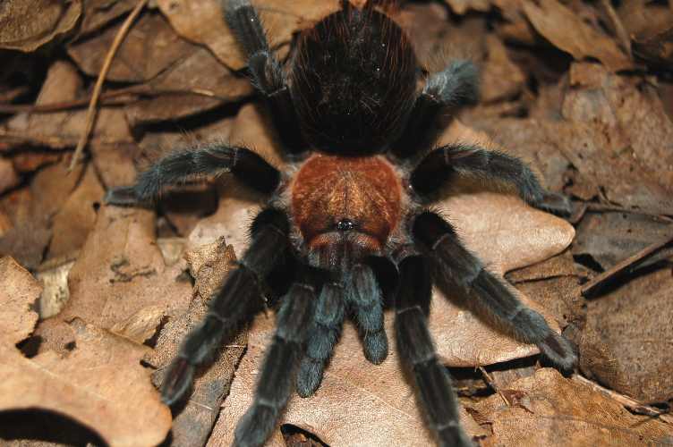 Brachypelma schroederi