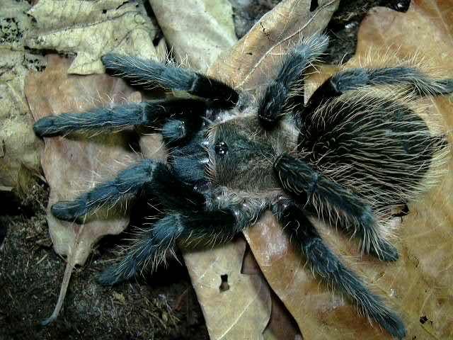 Brachypelma verdezi