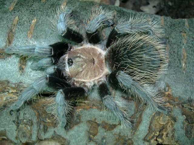 Brachypelma verdezi