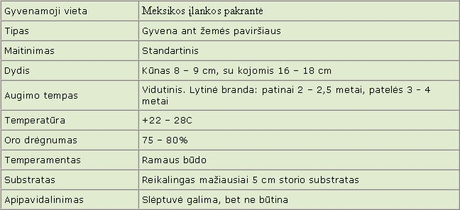Brachypelma epicureanum