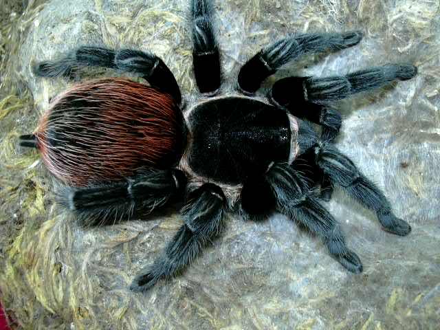 Brachypelma epicureanum