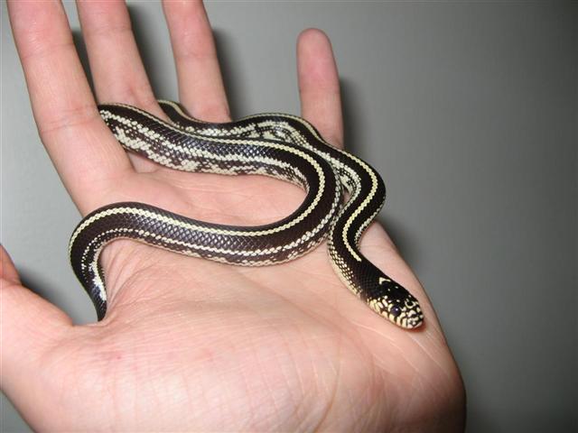 Lampropeltis getulus Californiae