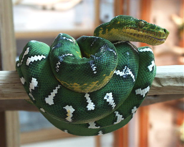 Corallus caninus