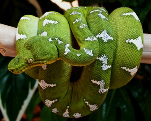 Corallus caninus