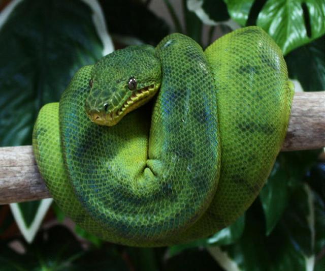 Corallus caninus