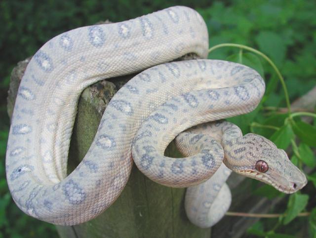 Corallus caninus