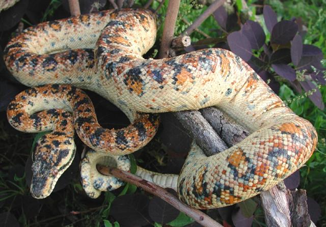 Corallus caninus