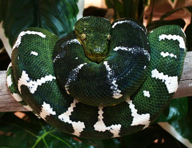Corallus caninus