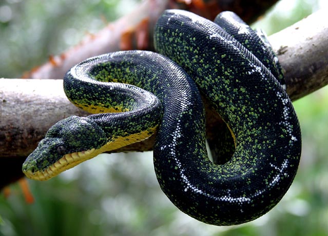 Corallus caninus