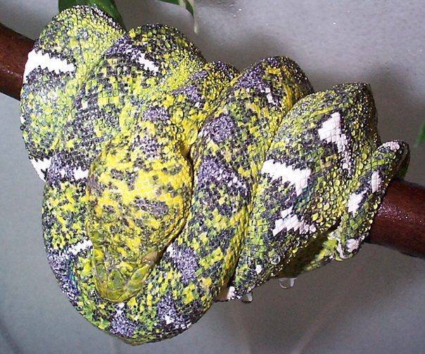 Corallus caninus