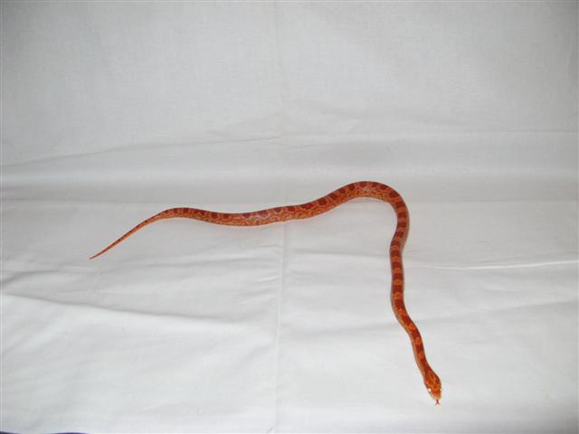 Pantherophis Guttatus
