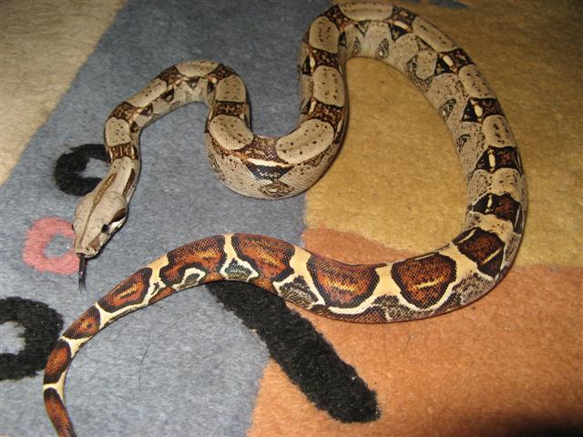 Boa Constrictor Constrictor