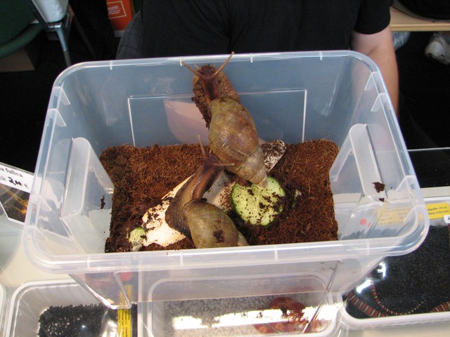 Hamm