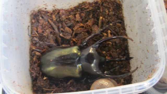 Hamm