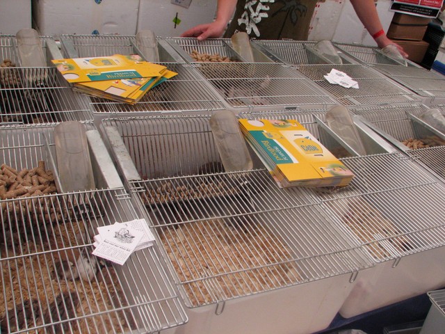 Hamm