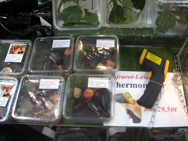 Hamm