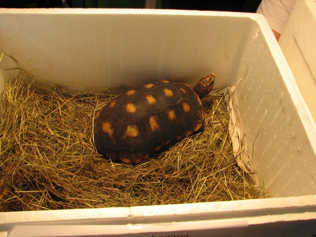 Hamm