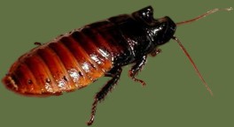 Gromphadorhina portentosa
