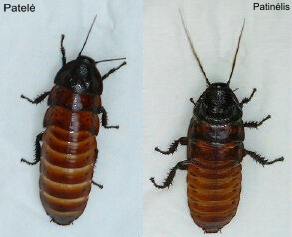 Kairėje - patelė, dešinėje - patinėlis