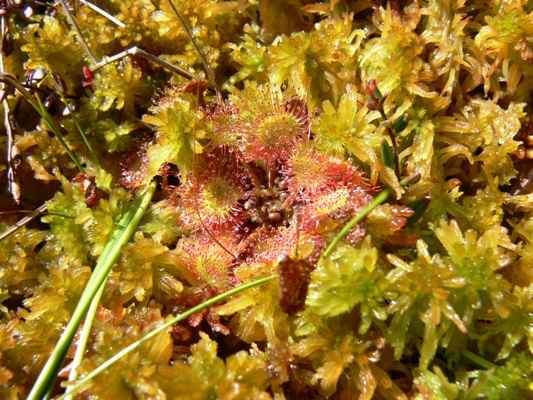 Drosera rotundifolia