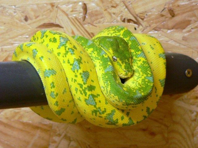 Morelia viridis