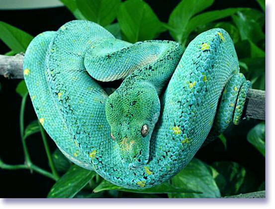 Morelia viridis