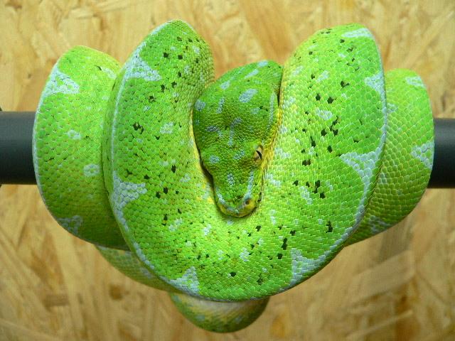 Morelia viridis