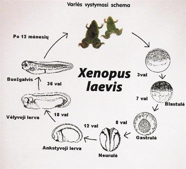 Xenopus laevis