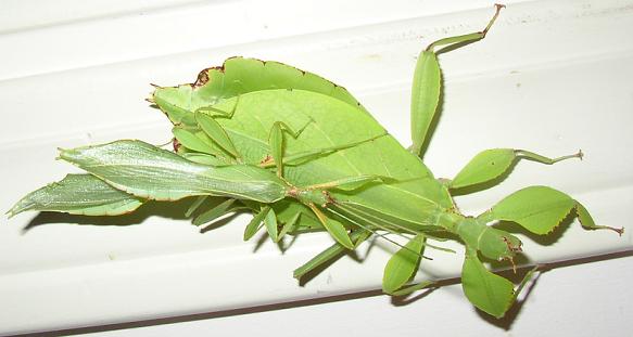 Poravimasis