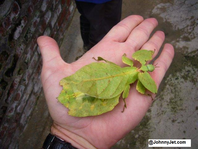 Phyllium bioculatum