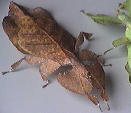 Phyllium bioculatum
