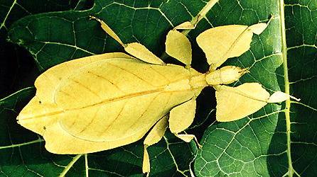 Phyllium pulchrifolium