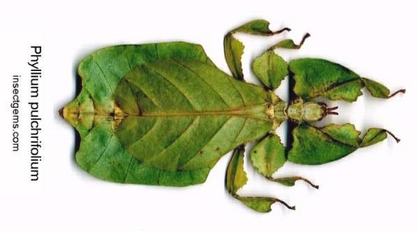 Phyllium pulchrifolium