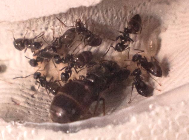 Įvadas į skruzdžių auginimą